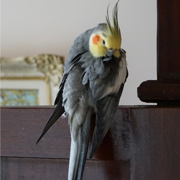 Meet your Posher, Daniela - Picture 2 of 2